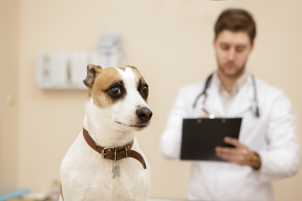 How to Ensure a Low-Stress Veterinary Visit