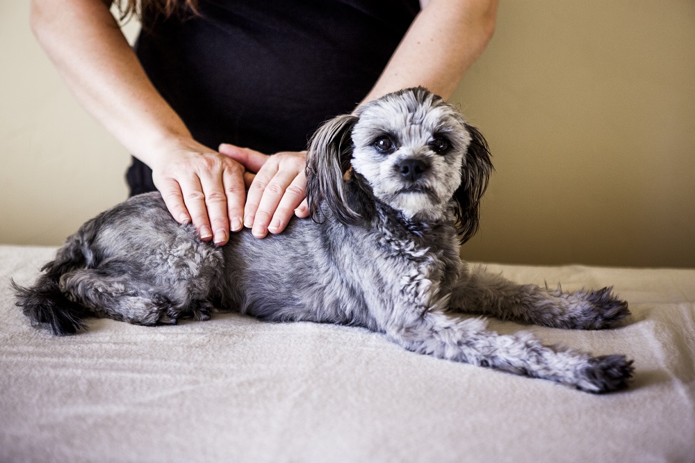 Veterinary Physical Rehabilitation—More Than Help for Injured Pets